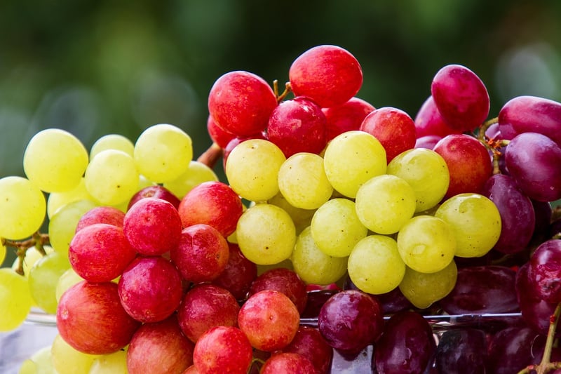 Grape Harvesting