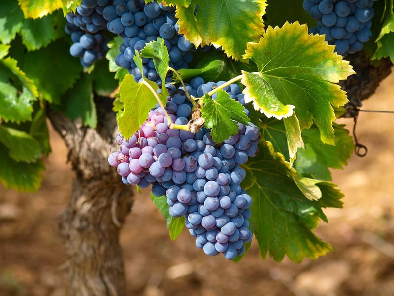 Vineyard